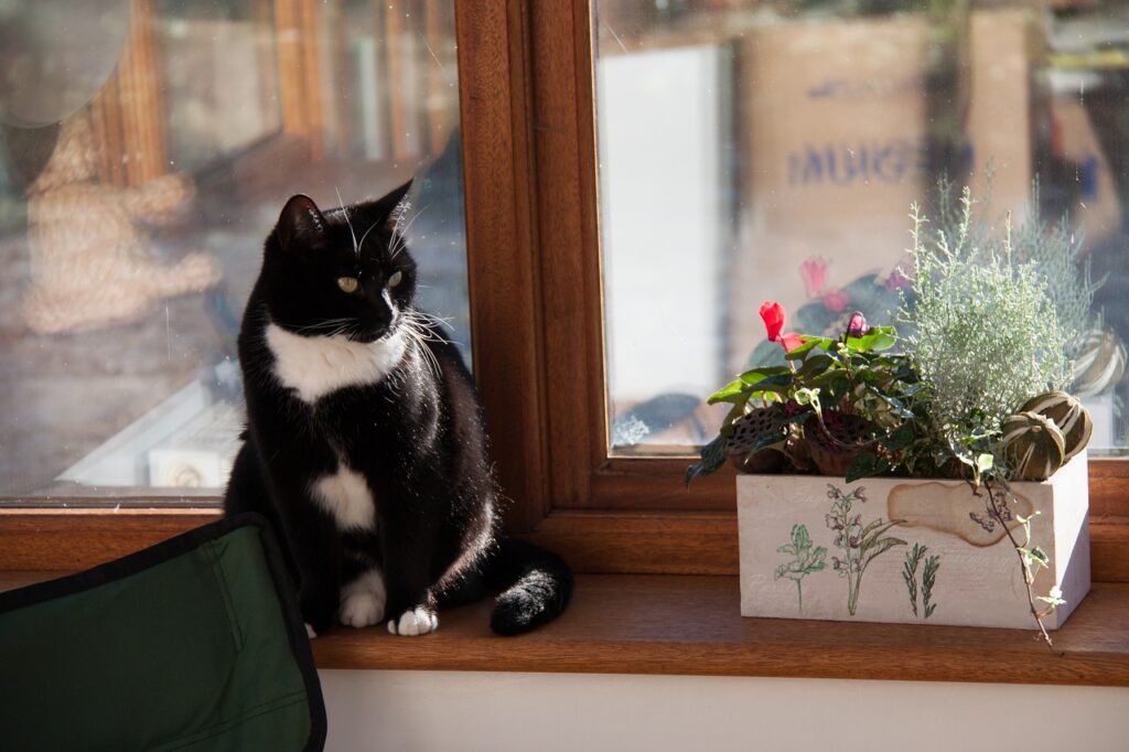 Auf einer Fensterbank innen aus braunem Holz steht ein kleiner Blumentopf. Daneben sitzt eine schwarz-weiße Katze.